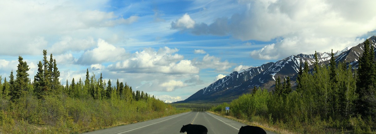 Two bears cross a road in rural Canada, with snow-topped mountains in the background